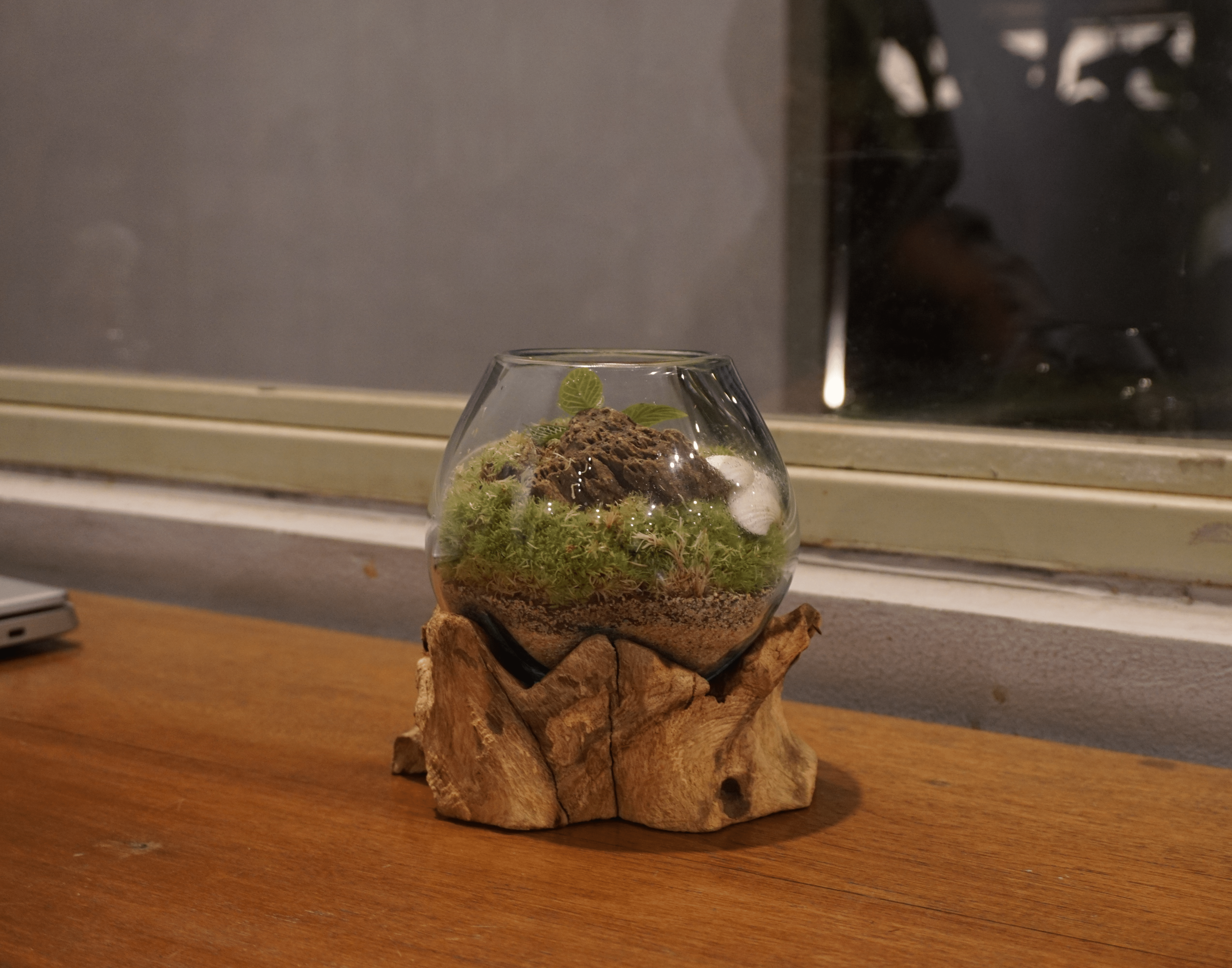 Kit DIY Terrarium Tipe Premium